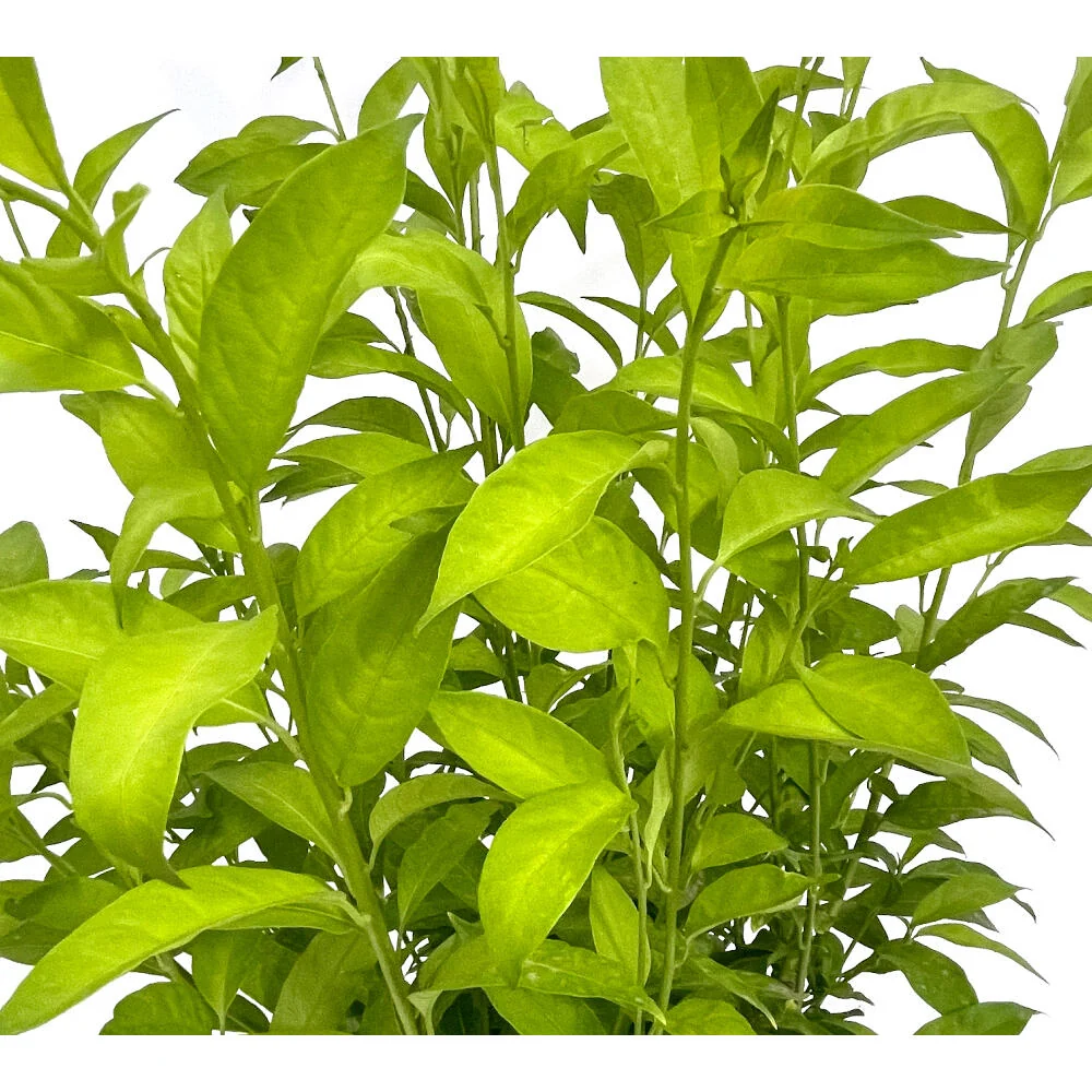 Maceta Biodegradable de Fibra Galan De Noche M25 90cm (cestrum Nocturnum)