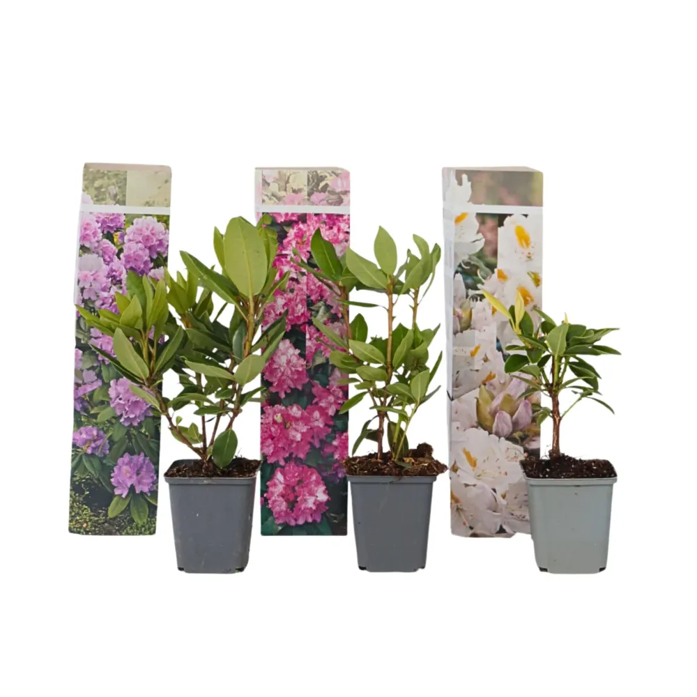 Transplantador de Acero Forjado Rododendro - 3 Pzs - Rhododendron Catawbiense - Altura 25-40cm - ⌀9cm