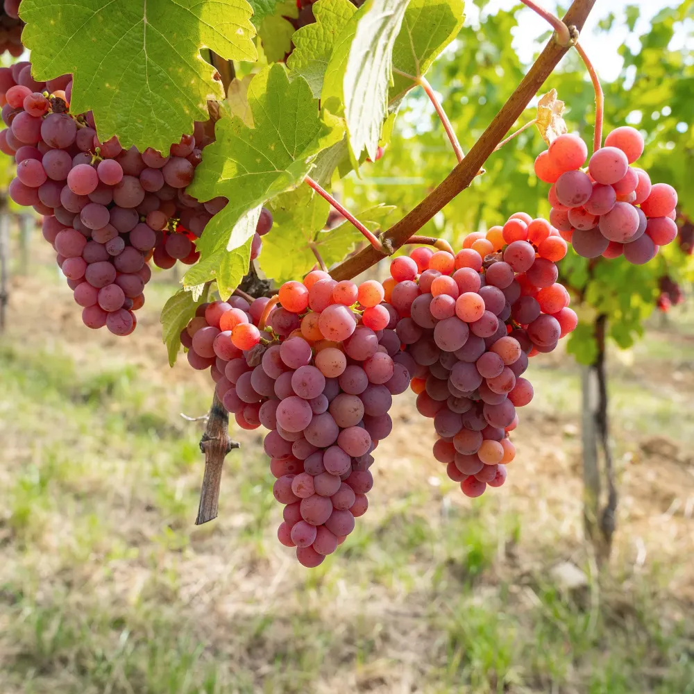 Cortasetos Manual Uva roja 'Crimson' (Vitis vinifera)