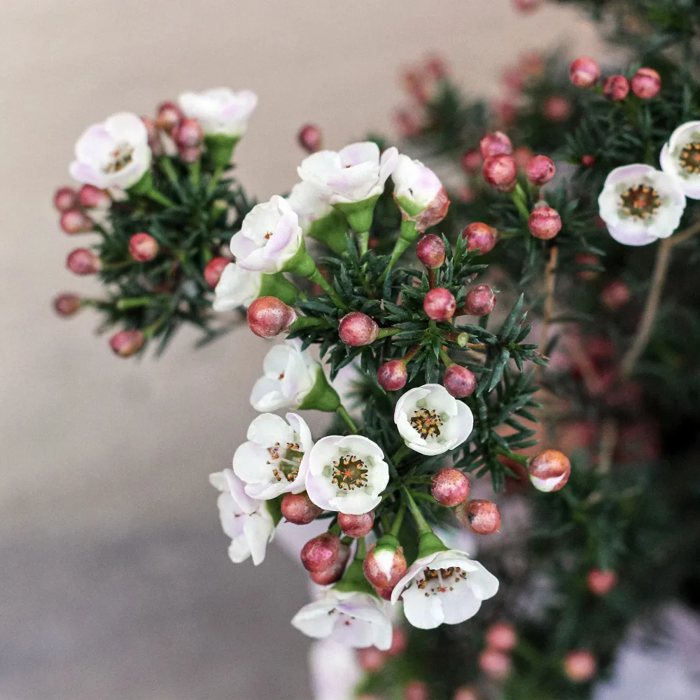 Césped para Balcón Chamelaucium Uncinatum (Flor de Cera)