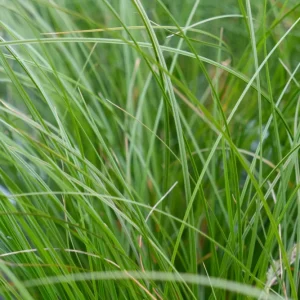 Gramínea Carex testacea para Jardín y Terraza