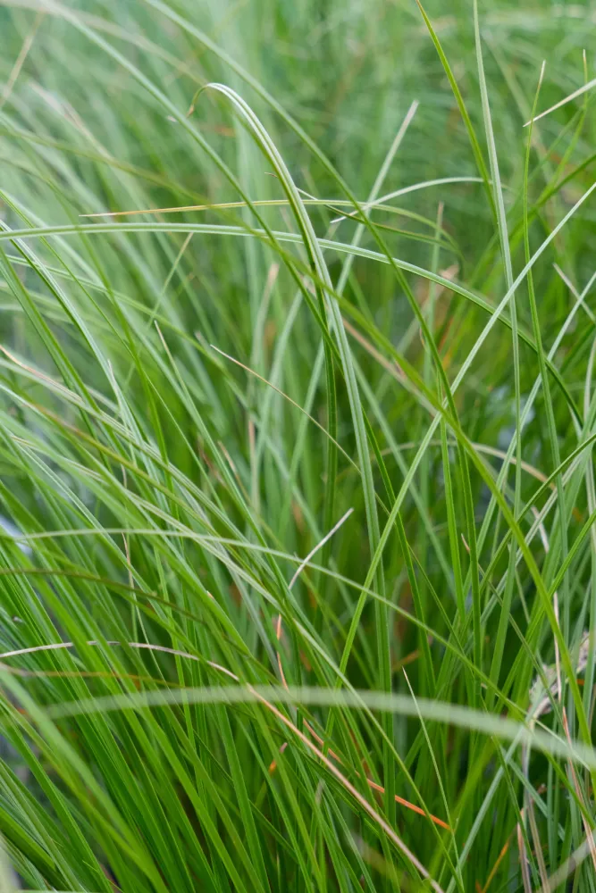 Gramínea Carex testacea para Jardín y Terraza
