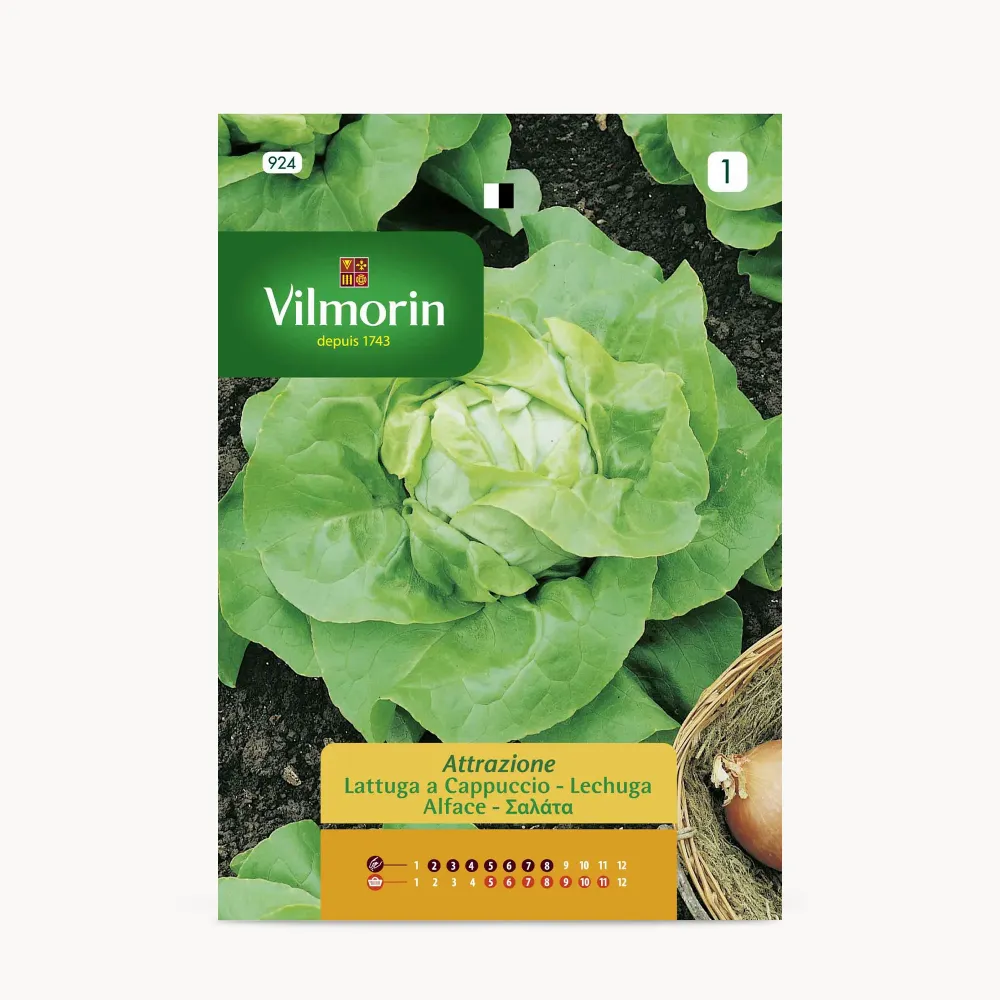 Premium de Alta Densidad Semilla lechuga attraktion
