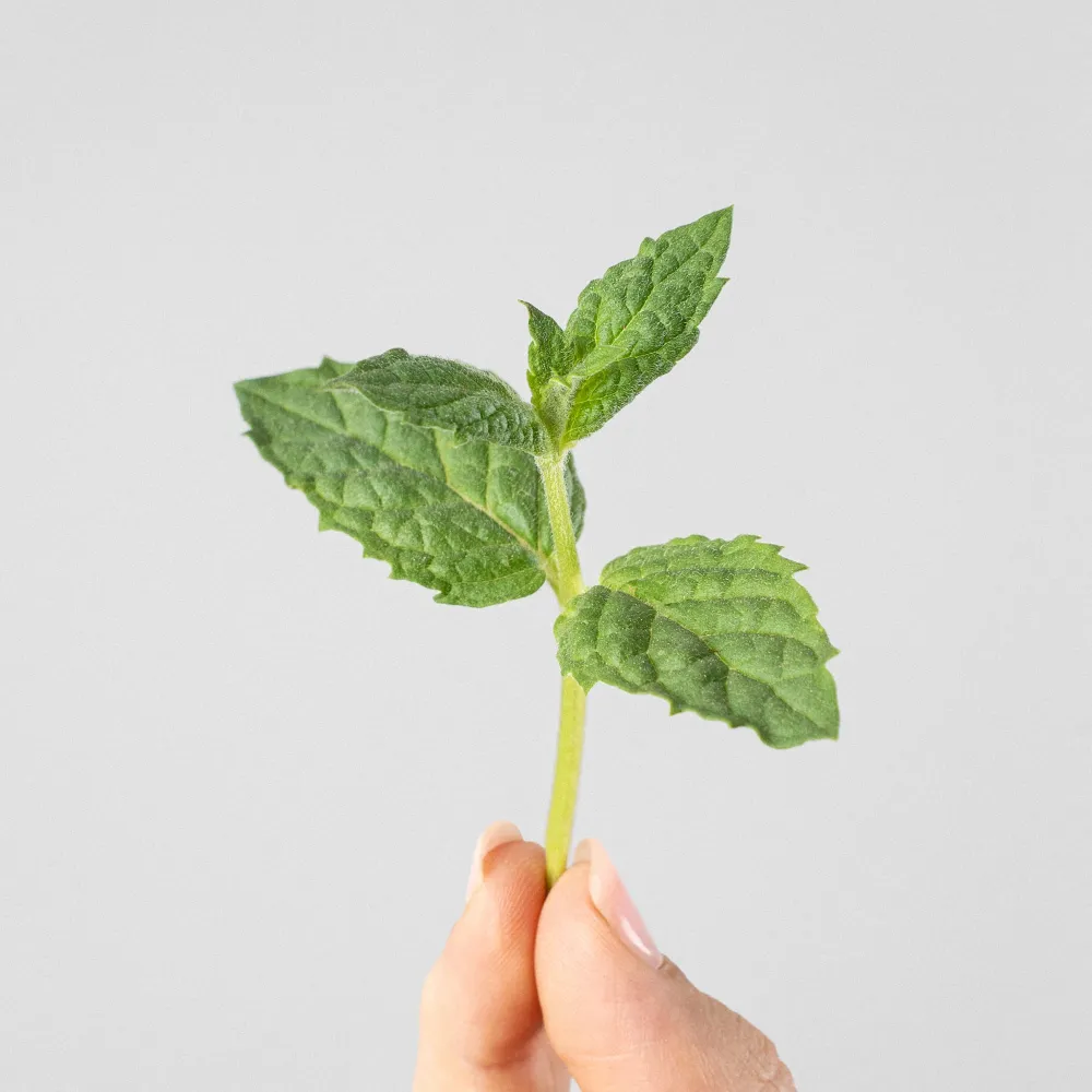 Rollo de Césped Sintético Menta piperita - Planta aromática