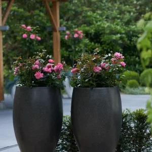 Rosal Sophie Luise® con Base de Drenaje