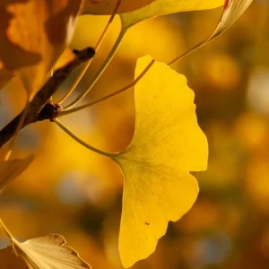 Tierra de Césped Artificial Ginkgo biloba