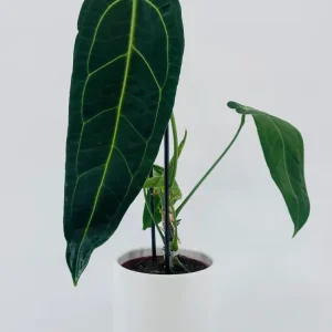 ANTHURIUM WAROCQUEANUM M12