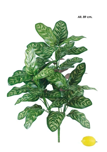 Calathea Fácil Montaje