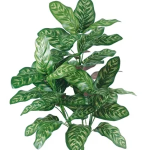 Calathea Fácil Montaje