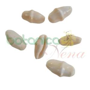 Caracol Cinturita Cyphoma Gibbosum con Certificación IP65
