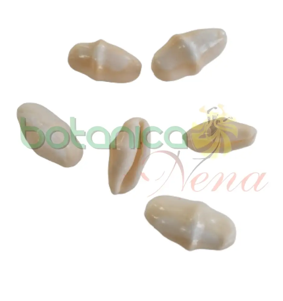 Caracol Cinturita Cyphoma Gibbosum con Certificación IP65