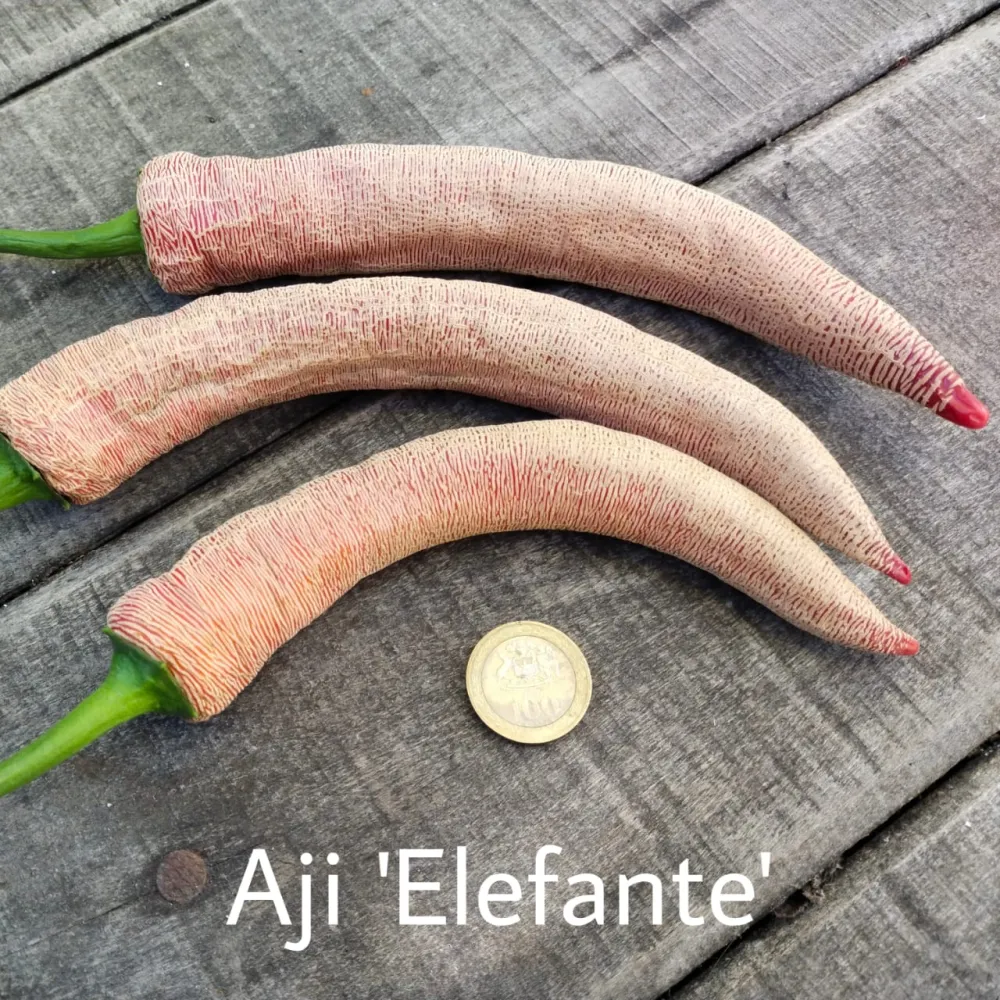Cobertizo de Almacenamiento Ají Elefante