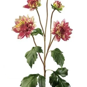 Dalia cereza - Ahorro de Energí