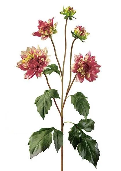Dalia cereza - Ahorro de Energí