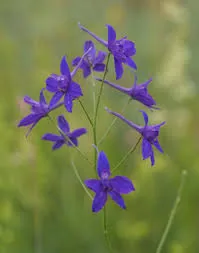 Ecológico y Sostenible Consuelda Delphinium Ajacis o Pajaritos