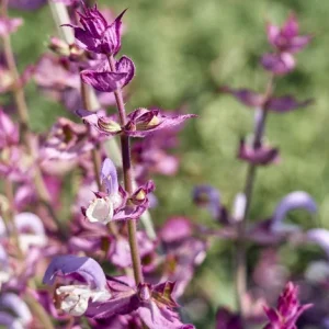 Ecológico y Sostenible Salvia Sclaresa