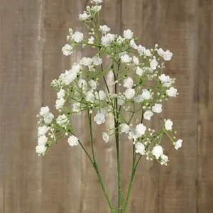 Gypsophila elegans pequeñas flores blancas - Ahorro de Energí