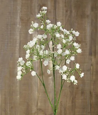 Gypsophila elegans pequeñas flores blancas - Ahorro de Energí