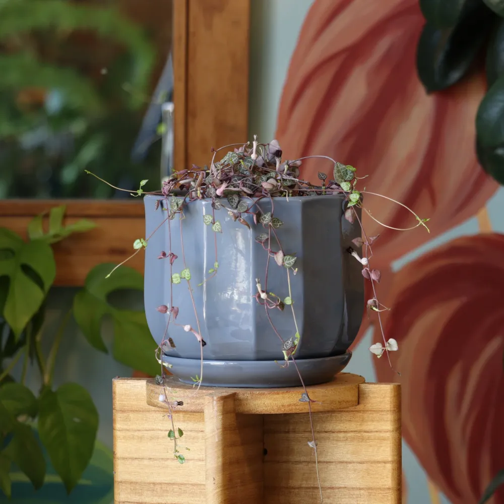 Herramienta de Jardinerí Ceropegia Woodi M