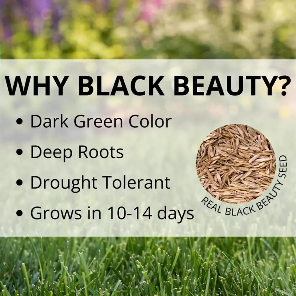 Semillas de césped Black Beauty® Fall Magic de 7 libras Jonathan Green