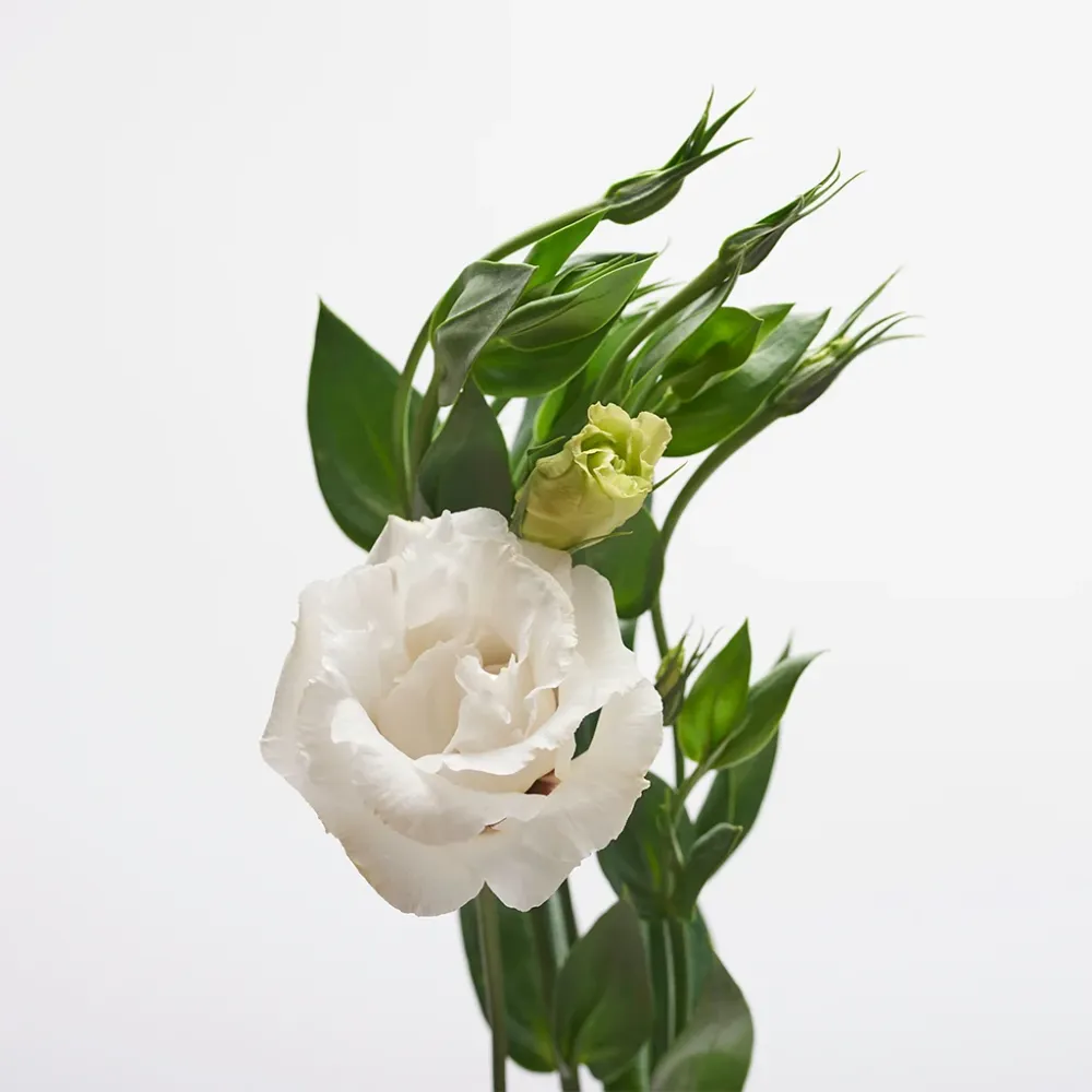 Lisianthus Blanco. para Áreas Sombreadas