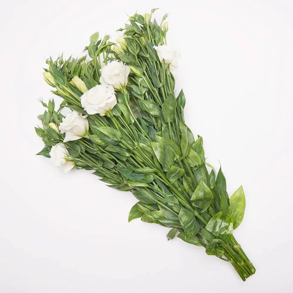 Lisianthus Blanco. para Áreas Sombreadas