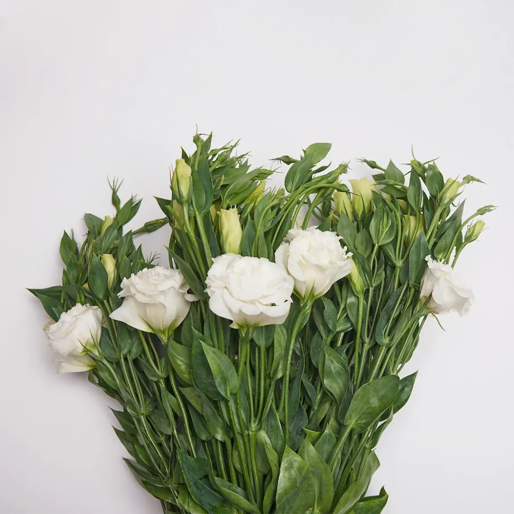 Lisianthus Blanco. para Áreas Sombreadas