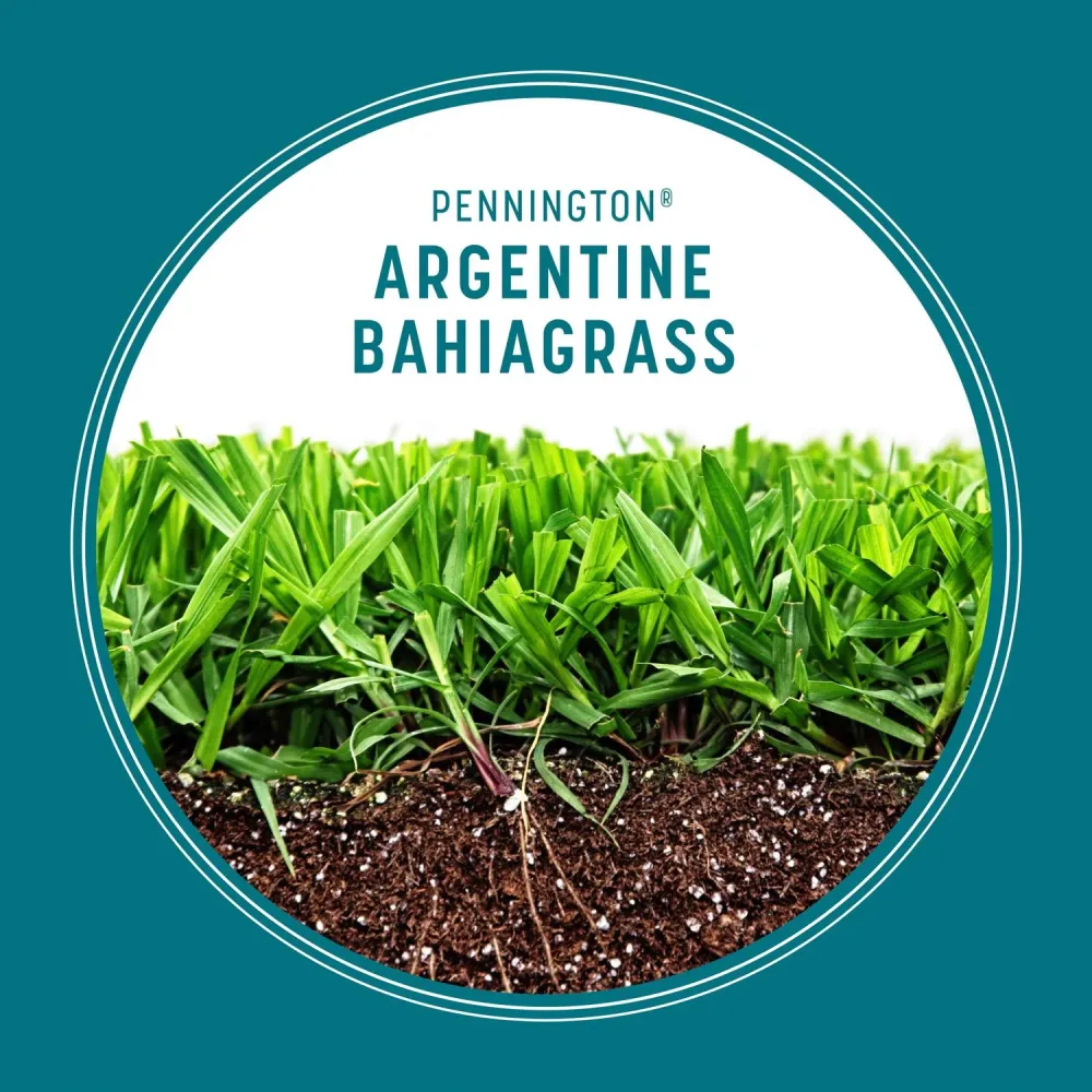 Semillas de césped Pennington Bahia Grass para pleno sol, 3 lb