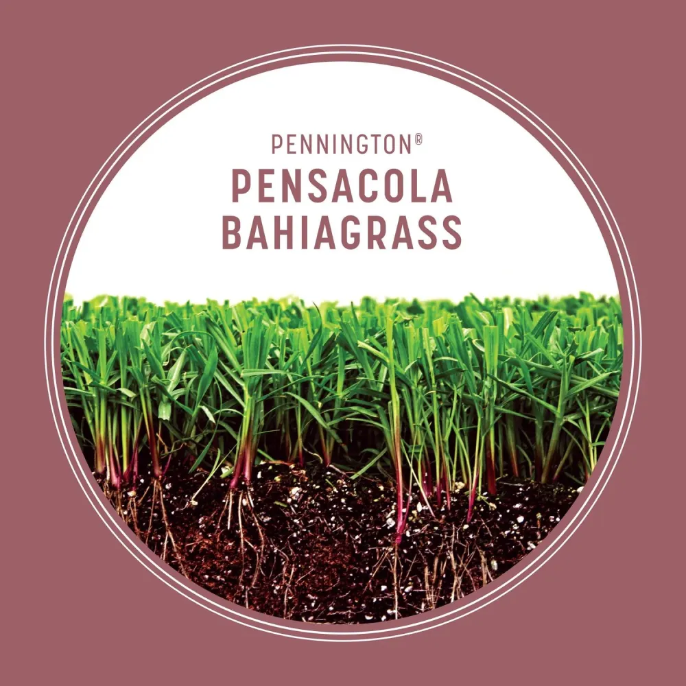 Semillas de césped Pennington Pensacola Bahiagrass para pleno sol, 3 lb