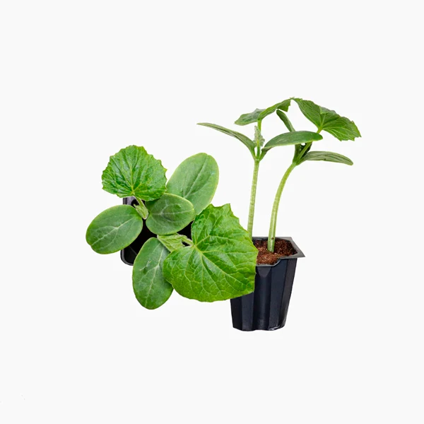 Plante Pepino Bellpuig Fácil Montaje