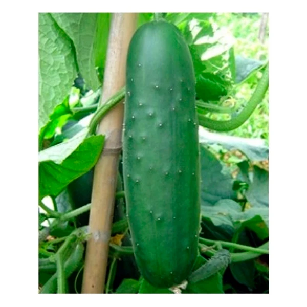 Plante Pepino Bellpuig Fácil Montaje