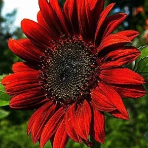 Premium de Exterior Helianthus Annuus roja