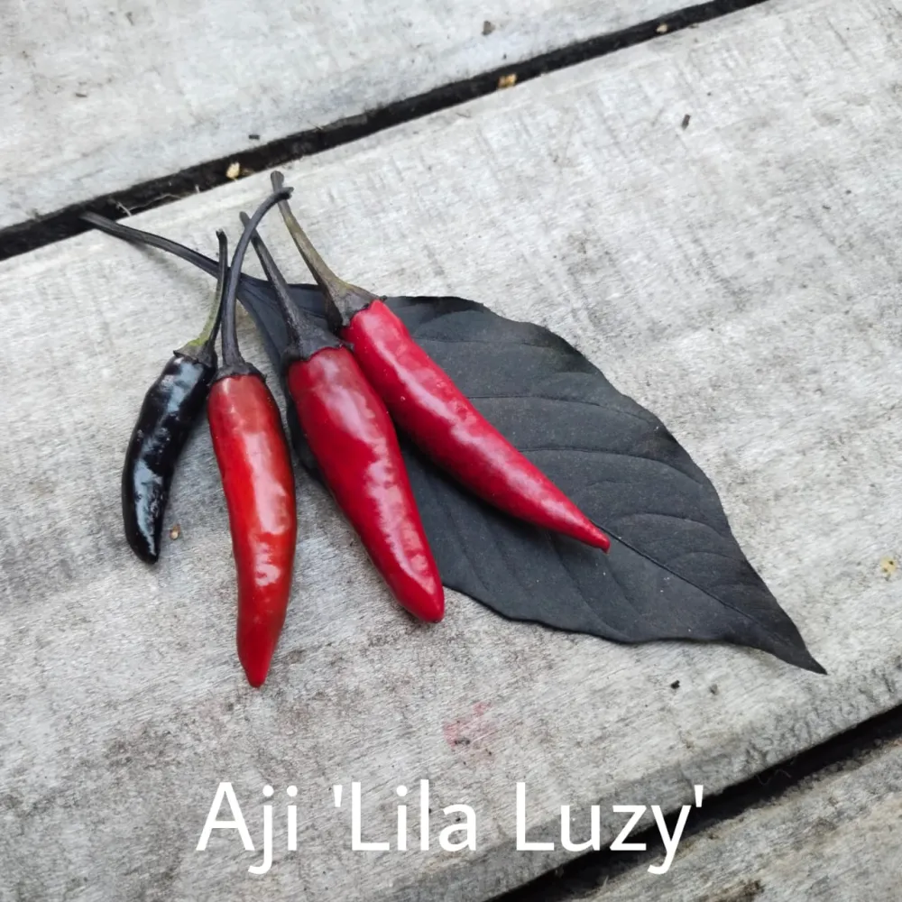 Premium de Exterior Ají Lila Luzy