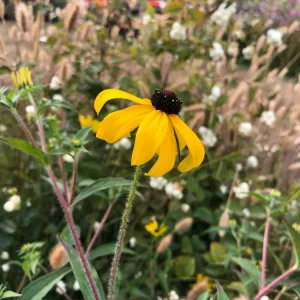 Rudbekia mini