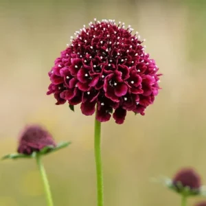 Scabiosa burdeo para Áreas Sombreadas