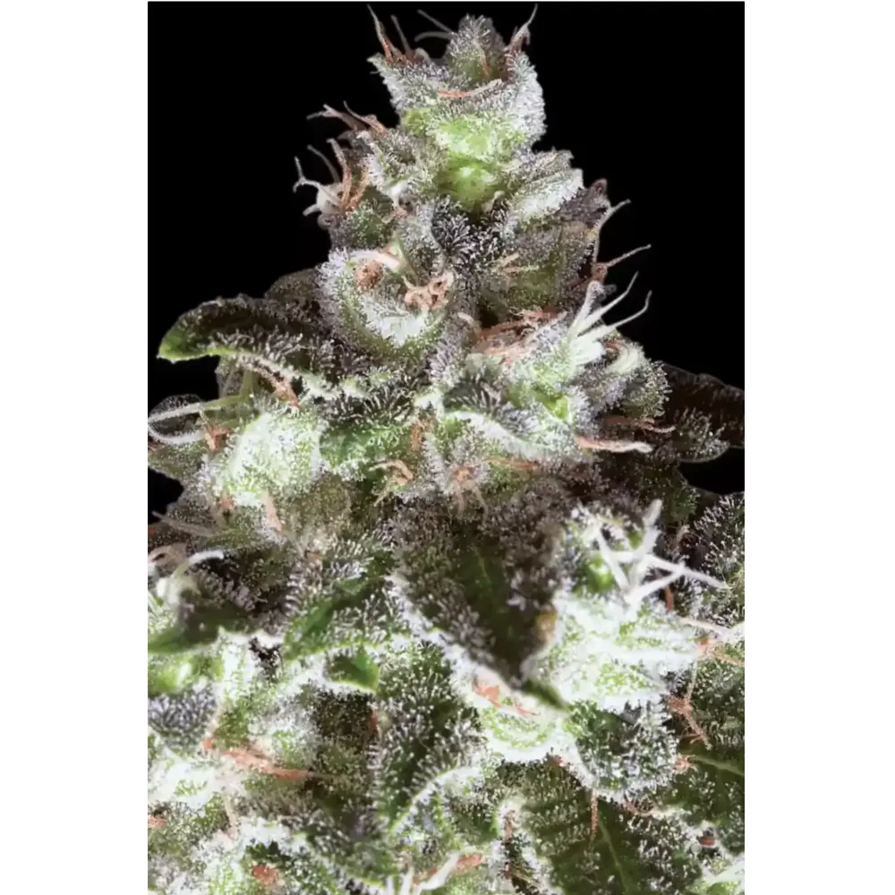 Único White Widow - Paradise Seeds para Camping