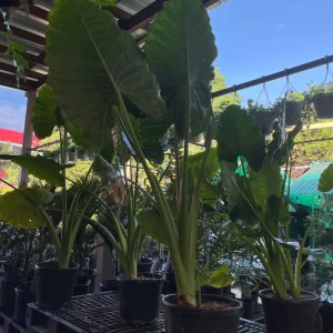Utensilio Alocasia Gigante (Yautia Verde)