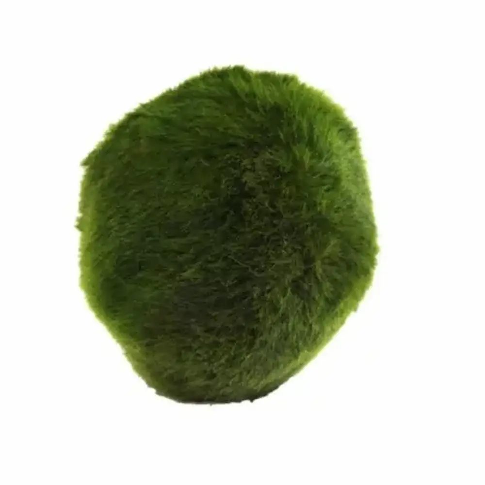 Profesional Certificado Cladophora M (Marimo) – Bola de Musgo Original para Acuarios y Decoración Acuática