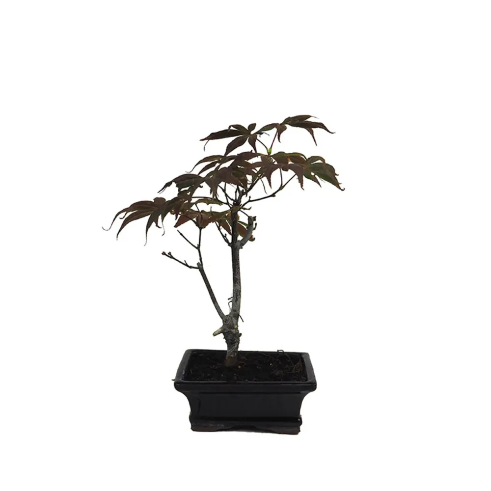 Cortacésped Robusto y Potente Bonsai. Arce japonés palmeado (Acer palmatum 'Atropurpureum')