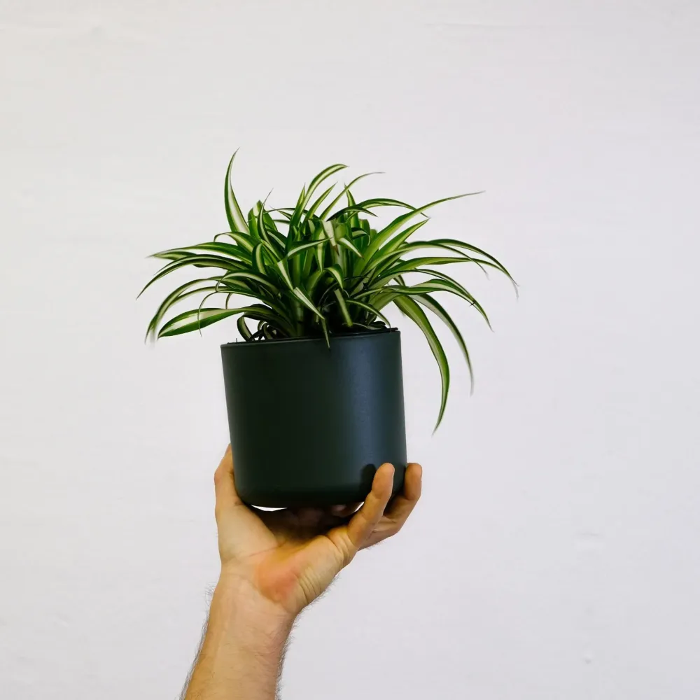 Malamadre - Chlorophytum Comosum 'atlantic' - Altura 25-40cm - ⌀12cm con Función Mulching