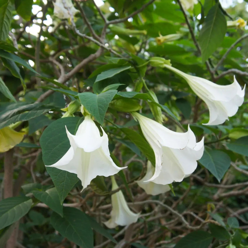 Cortacésped Manual Trompetera - 6 Pzs - Brugmansia - Altura 25-40cm - ⌀9cm