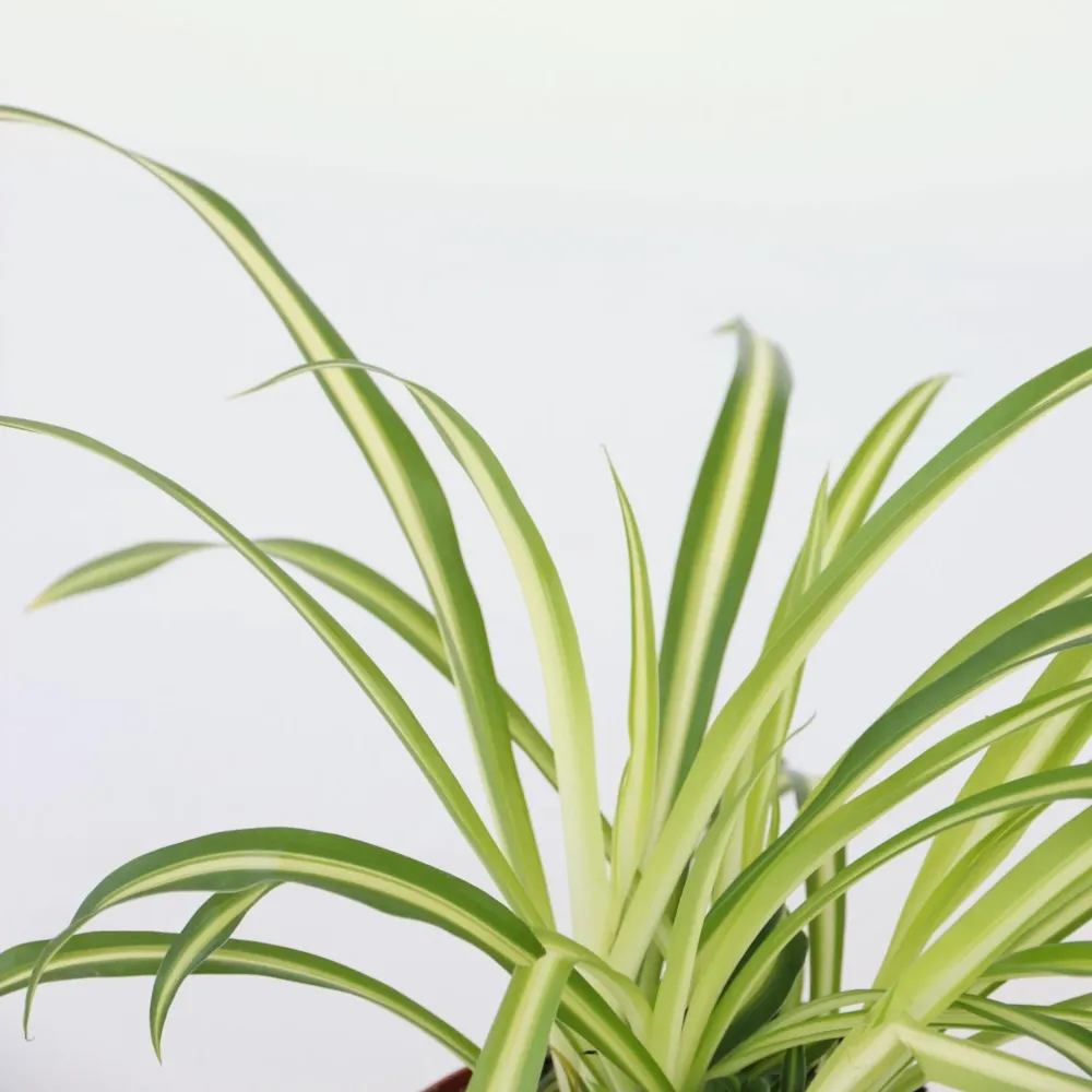 Malamadre - 3 Pzs - Chlorophytum Comosum 'atlantic' - Altura 25-40cm - ⌀12cm Motor Honda 160 cc