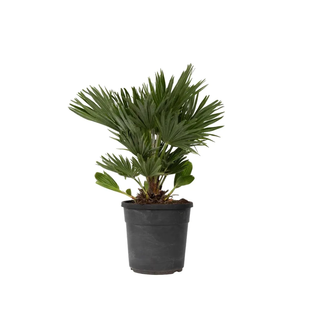 Rastrillo de Mano para Hojas Palmito - Margallo - Chamaerops 'vulcano' - Altura 45-55cm - ⌀24cm
