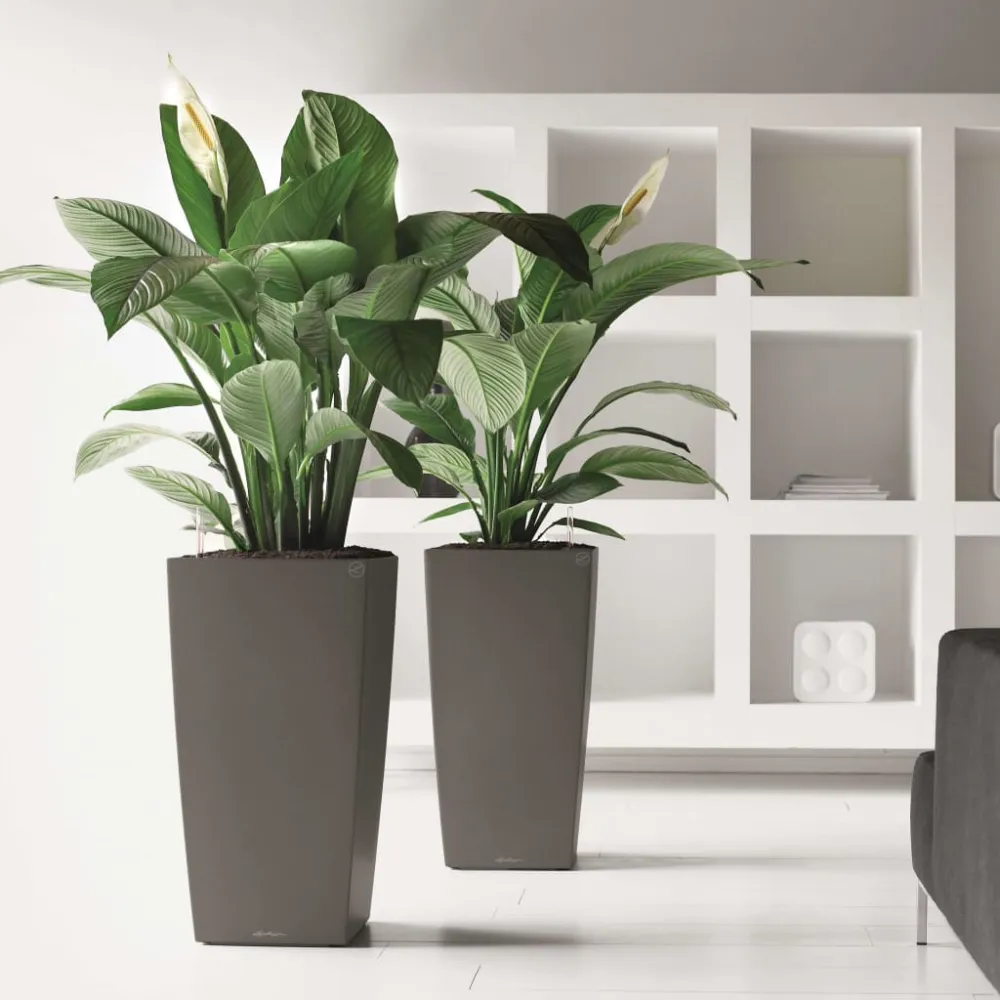 Lechuza macetero cubico 40 conjunto integral color carbón
