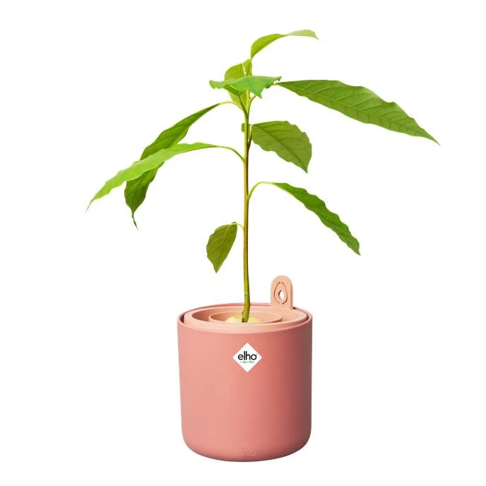 Profesional Certificado Maceta germinadora de aguacates Amazing Avocado Elho Terra
