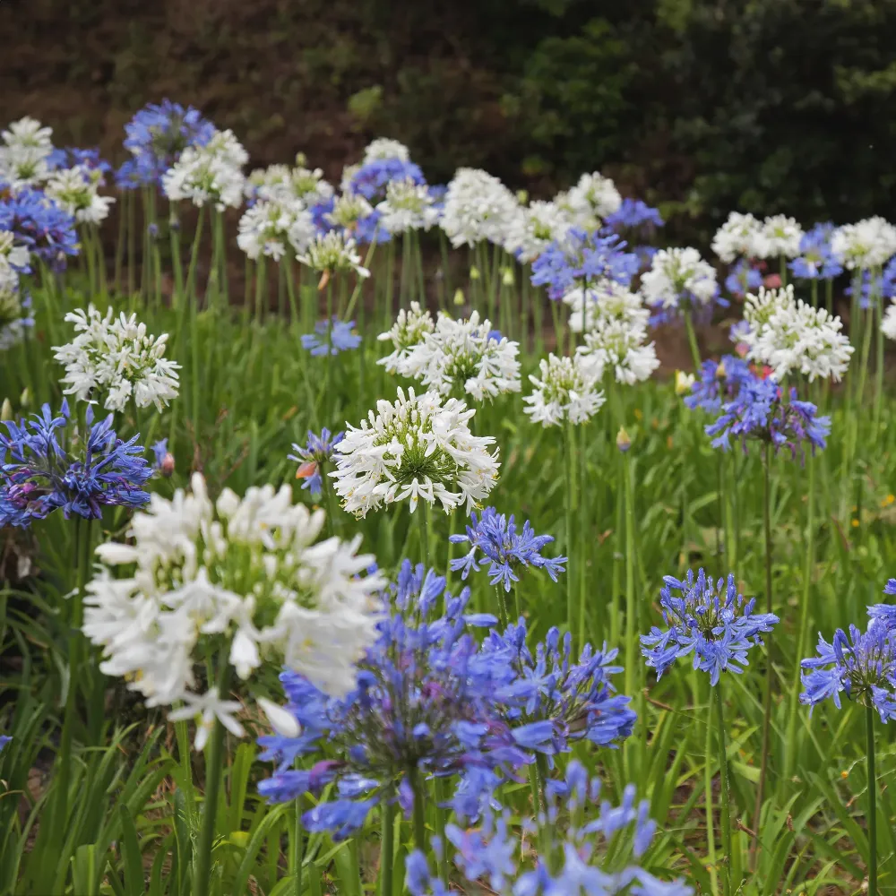 Aagapanthus africanus (Agapanto) Diseño de Hoja