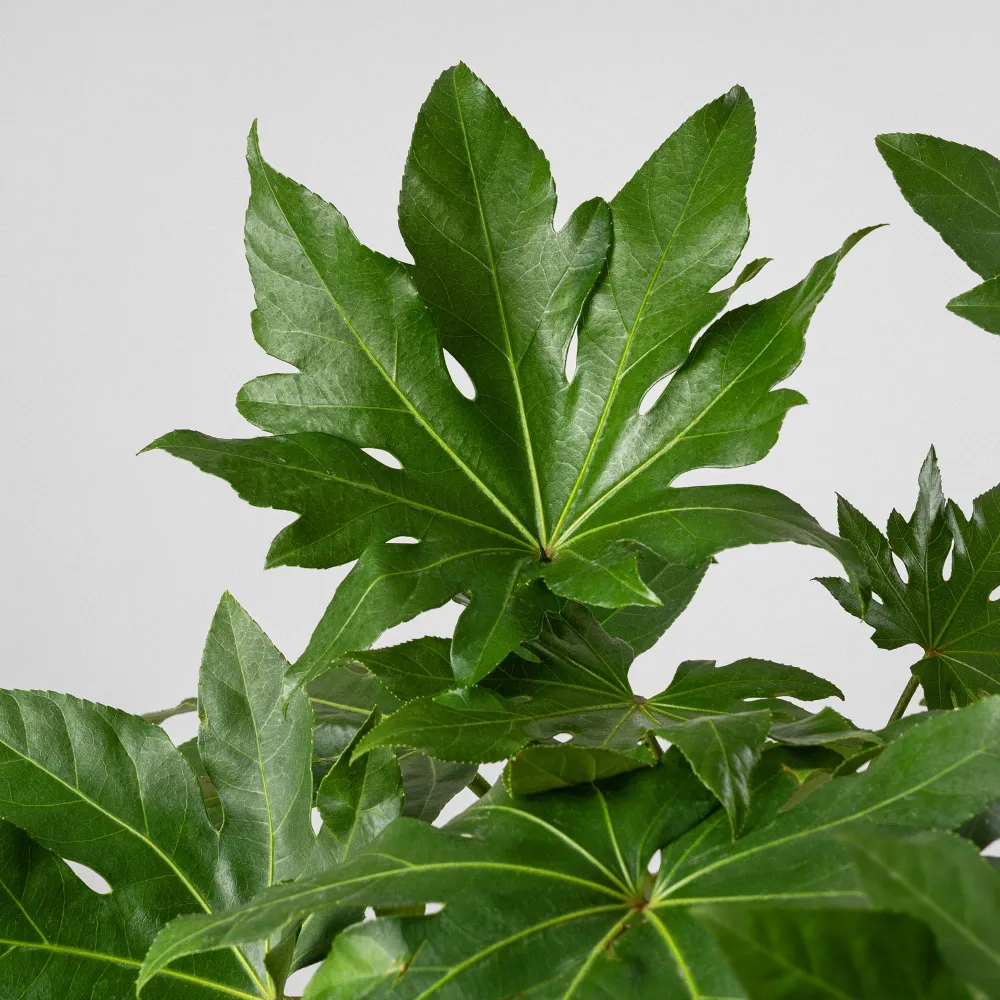 Alfombra de Bienvenida Impermeable Fatsia japonica (Aralia)
