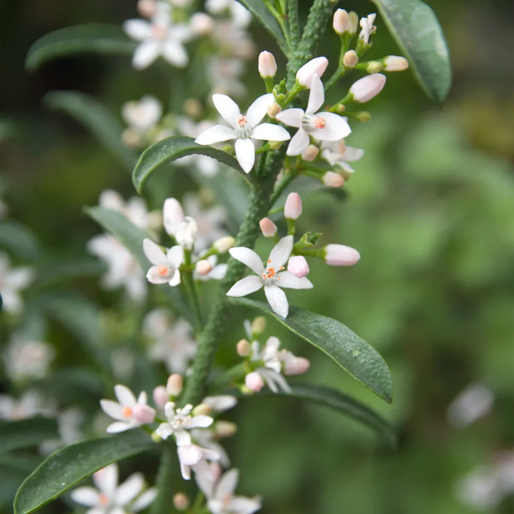 Felpudo Personalizado Philotheca myoporoides (Eriostemon)