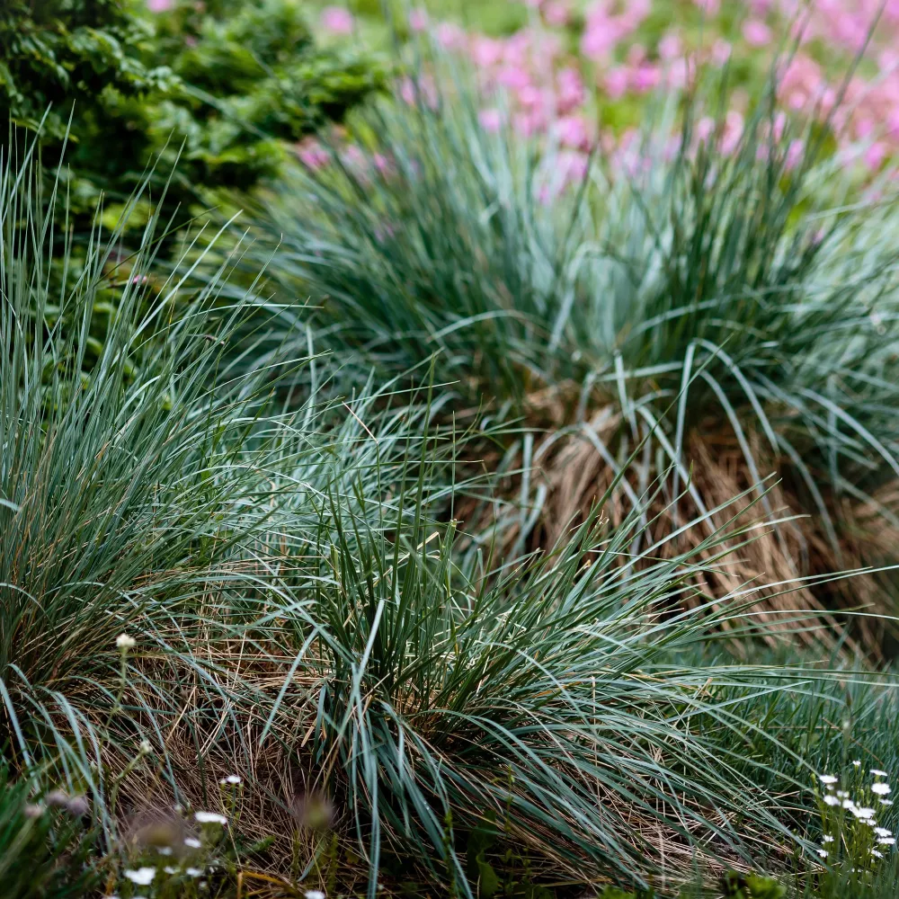 Tapete de Bienvenida Gramínea Festuca glauca