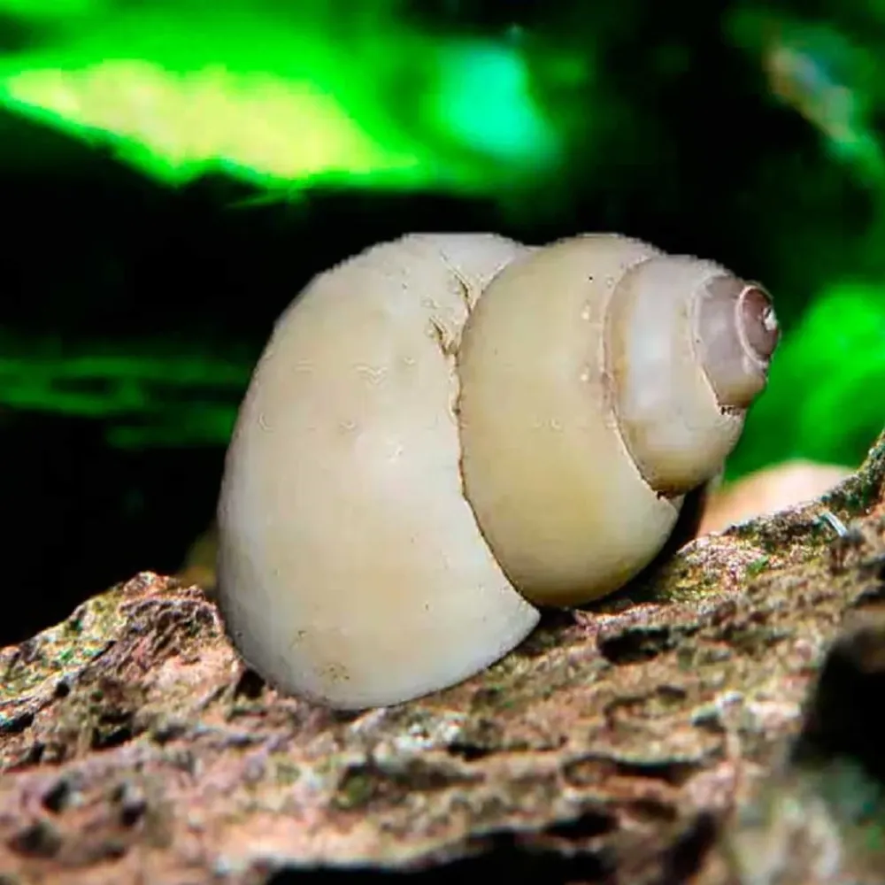 Tapete de Césped Artificial Caracol Mago Blanco Filopaludina martensi